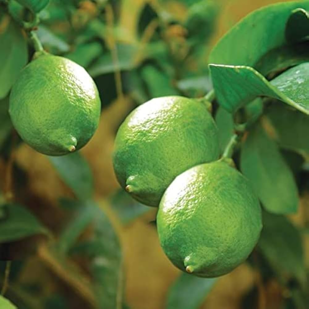 Lime Tree Seeds Citrus aurantiifolia for Planting in Vegetable Patch