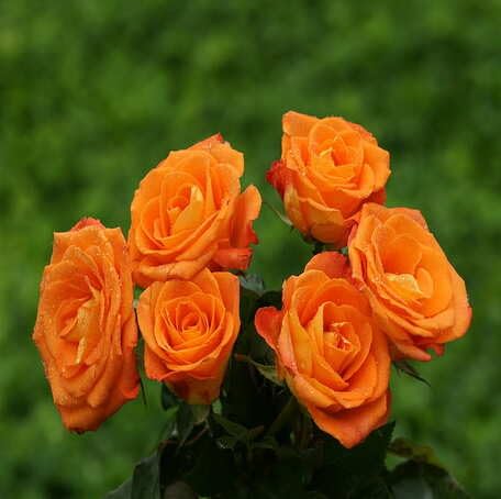 Orange Rose Flower - Heirloom, Non - Gmo Seeds