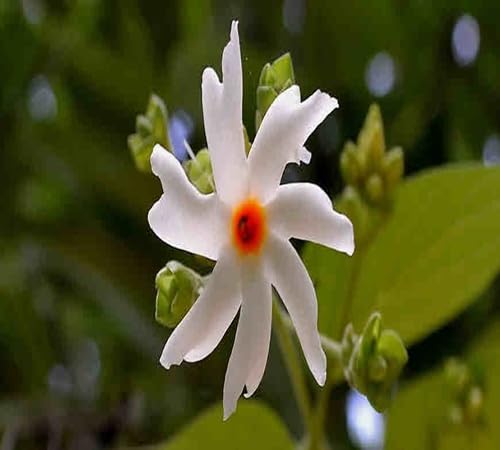 Piecse White Harsingar Flower - Heirloom, Non - Gmo Seeds