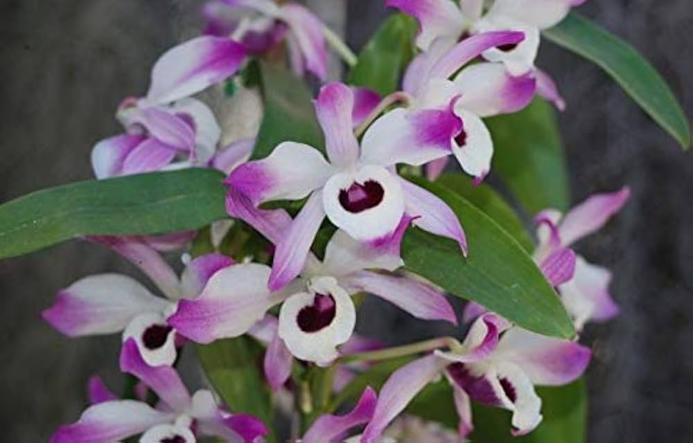 December Orchid Seeds for Planting Dendrobium Nobile flower bed indoor garden