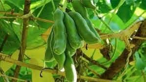 Macuna Vegetable Seeds for Planting heirloom & Non-GMO Seeds