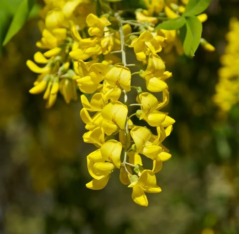 Green Laburnum Anagyroides Tree - Heirloom, Non - Gmo Seeds