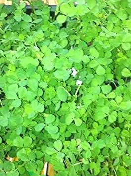Irish Clover Shamrock Flower Seeds for Plantin-Heirloom & Non-GMO Seeds for planting for planting in home garden