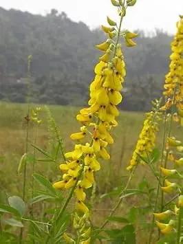 Yellow Smooth Rattlebox Planting Seeds for Garden - heirloom & Non-GMO Seeds Dhara Seeds
