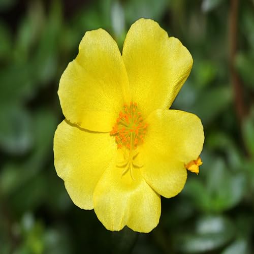 Portulaca Flower Yellow