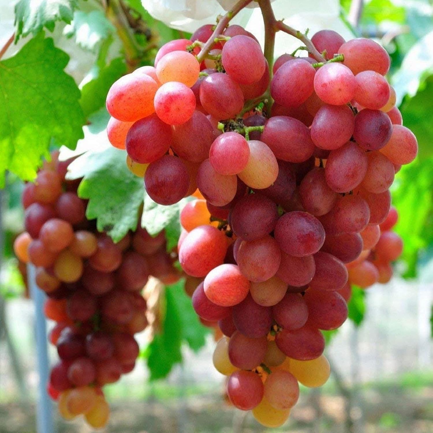 Green Red Grape Fruit Seeds for Planting - Sweet and Tangy Grapes for Your Backyard , Heirloom Seeds