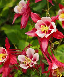 Red Aquilegia Flower Seeds (Columbine) for Cottage and Pollinator Gardens