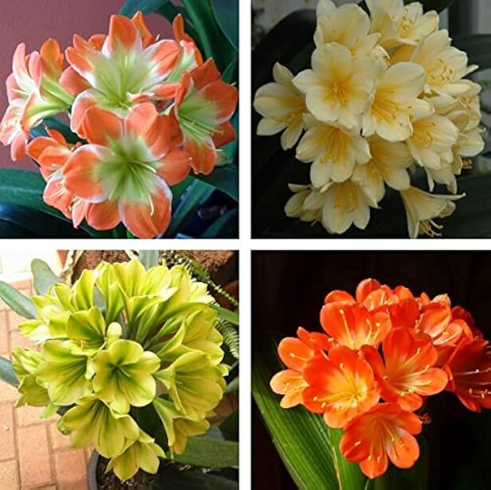 Clivia Multicolor Clivia Flower Seeds