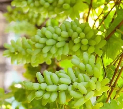 Green Grape Fruit - Heirloom, Non - Gmo Seeds