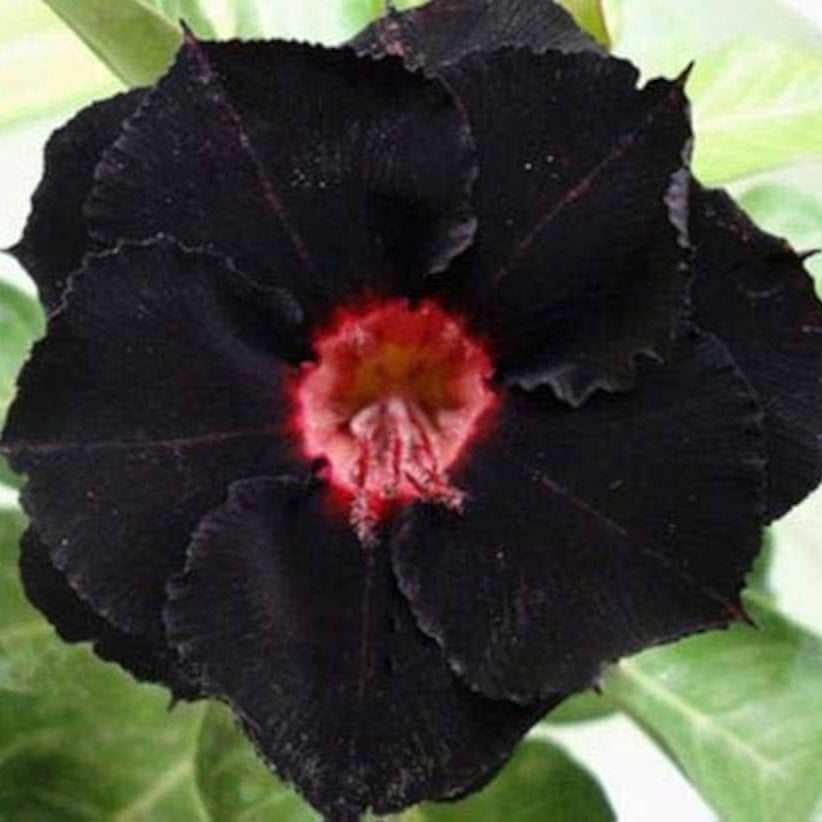 Double Black Fire Desert Rose Seeds for Planting Adenium Obesum Flower Perennial Exotic – Heirloom, Non-GMO