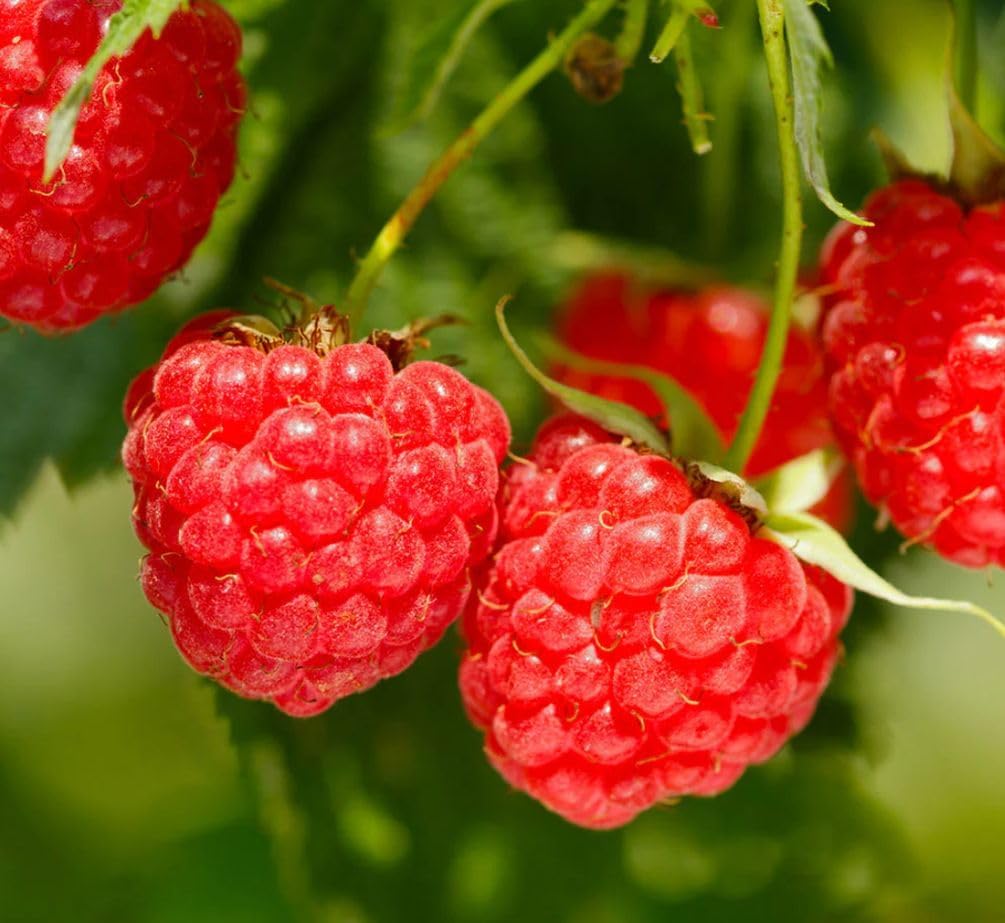 Salmonberry Fruit Seeds for Growing Sweet and Tangy Berries