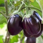 Brinjal Eggplant Solanum melongena seeds for planting