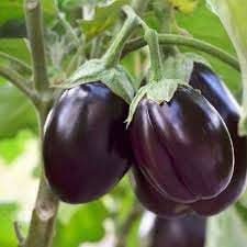 Brinjal Eggplant Solanum melongena seeds for planting