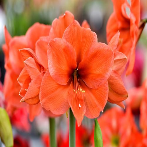 Giant Amaryllis Flower Orange