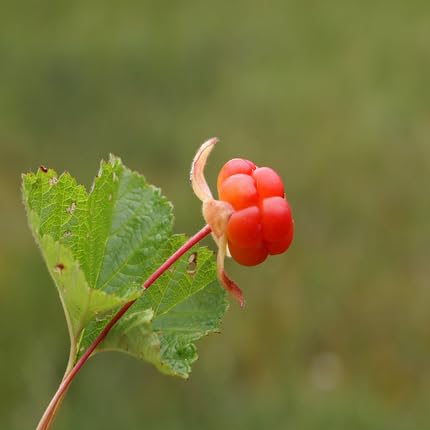 Red Cloudberry Fruit - Heirloom, Non - Gmo Seeds