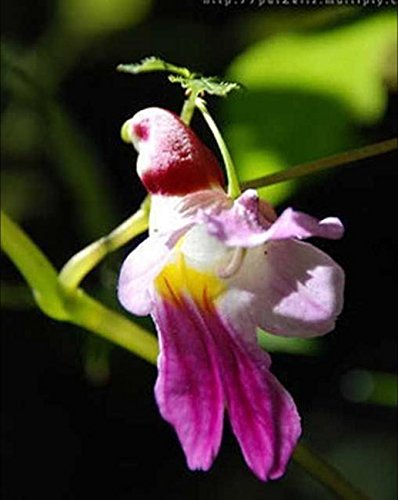 Colorful Parrot Orchid Seeds – for Bonsai & High-Quality Flower Plants
