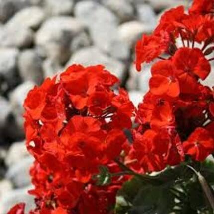 Geranium Pelargonium Flower Red - Heirloom, Non - Gmo Seeds