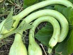 Trombocino Vegetable Seeds for Planting