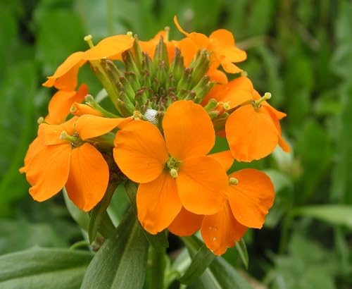 Orange Cheiranthus Cheirii Flower - Heirloom, Non - Gmo Seeds