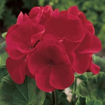 Deep Red Geraniums Heirloom Non-GMO Flower Seeds for Planting for planting in your garden.