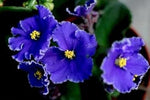 African Violet Flower Seeds for Planting, Blue Blooms, 100 pcs for planting in your garden.