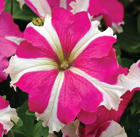 Pink White Petunia Flower - Heirloom, Non - Gmo Seeds