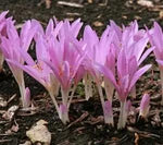 Crocus Flower Seeds Pink for Planting - NON GMO Seeds Dhara Seeds