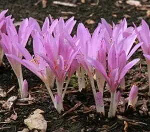 Crocus Flower Seeds Pink for Planting - NON GMO Seeds Dhara Seeds