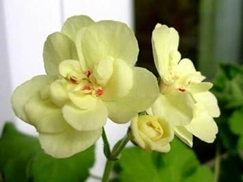 Light Yellow Geranium Heirloom Non-GMO Seeds for Planting for planting in your garden.