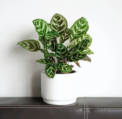 Green Calathea - Heirloom, Non - Gmo Seeds