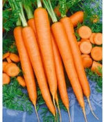 Carrot Flower Seeds – Heirloom Non-GMO Seeds for Pollinator-Friendly Garden Planting - Flower for planting in home garden