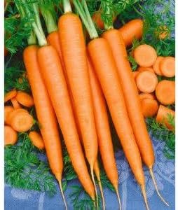 Carrot Flower Seeds – Heirloom Non-GMO Seeds for Pollinator-Friendly Garden Planting - Flower for planting in home garden