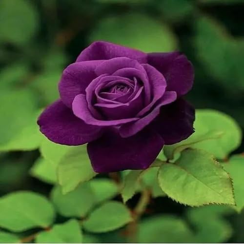 Rose Flower Violet - Heirloom, Non - Gmo Seeds