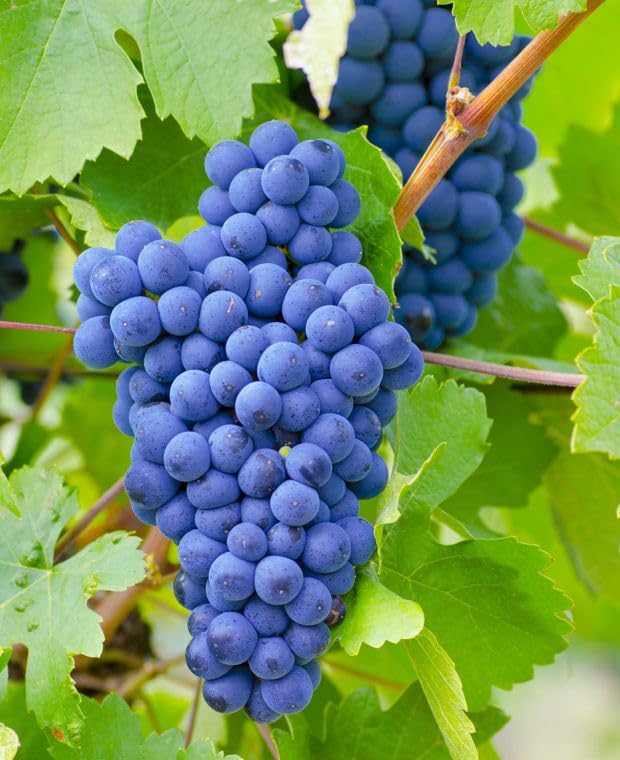 Blue Grape Fruit Seeds - A Rare and Beautiful Grape Variety for Your Garden