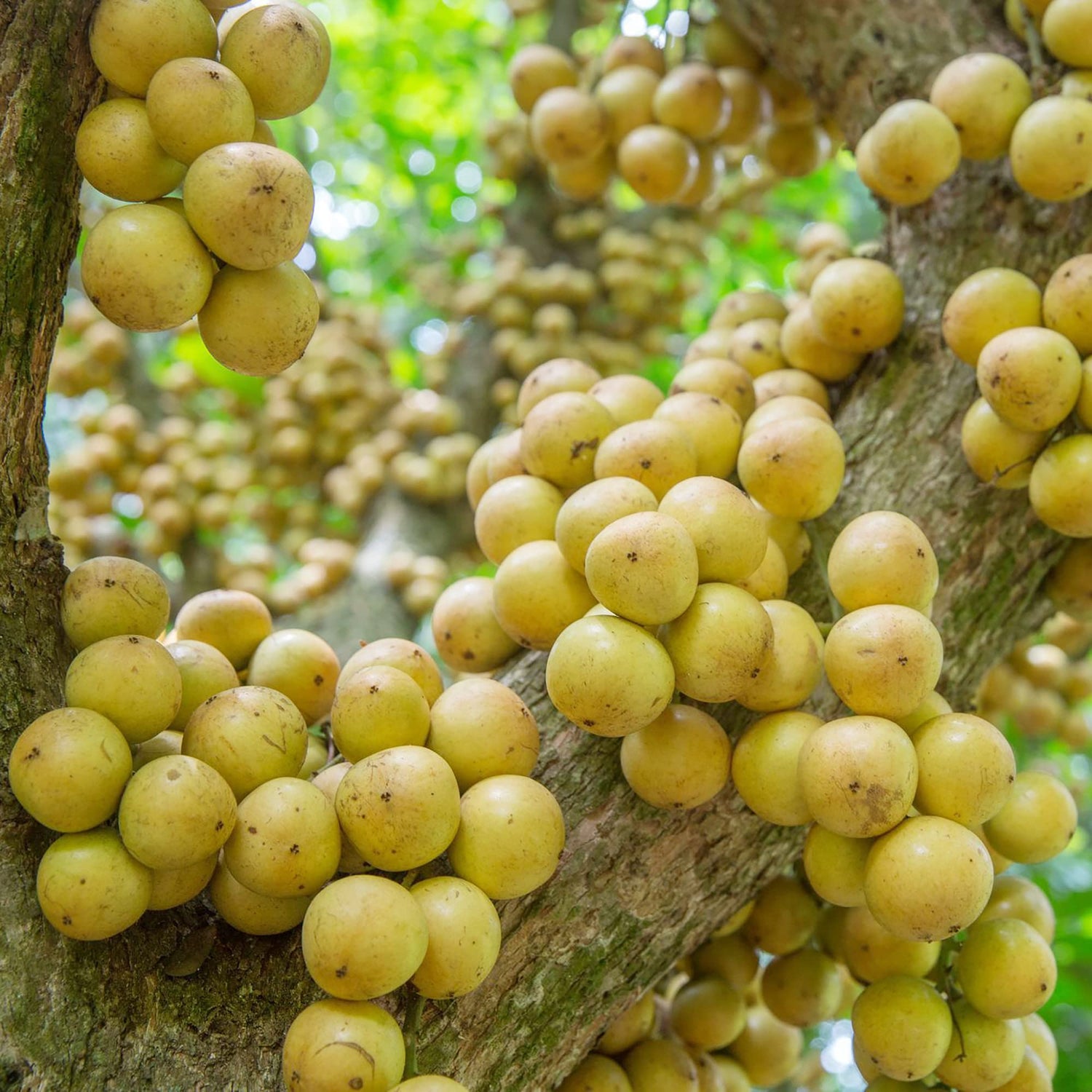 Burmese Grape Fruit Seeds for Growing a Unique and Exotic Fruit Tree, Heirloom Seeds, GMO Free