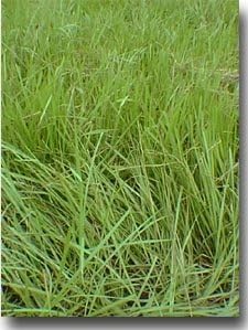 Pensacola Bahia Grass for planting
