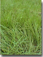 Pensacola Bahia Grass for planting