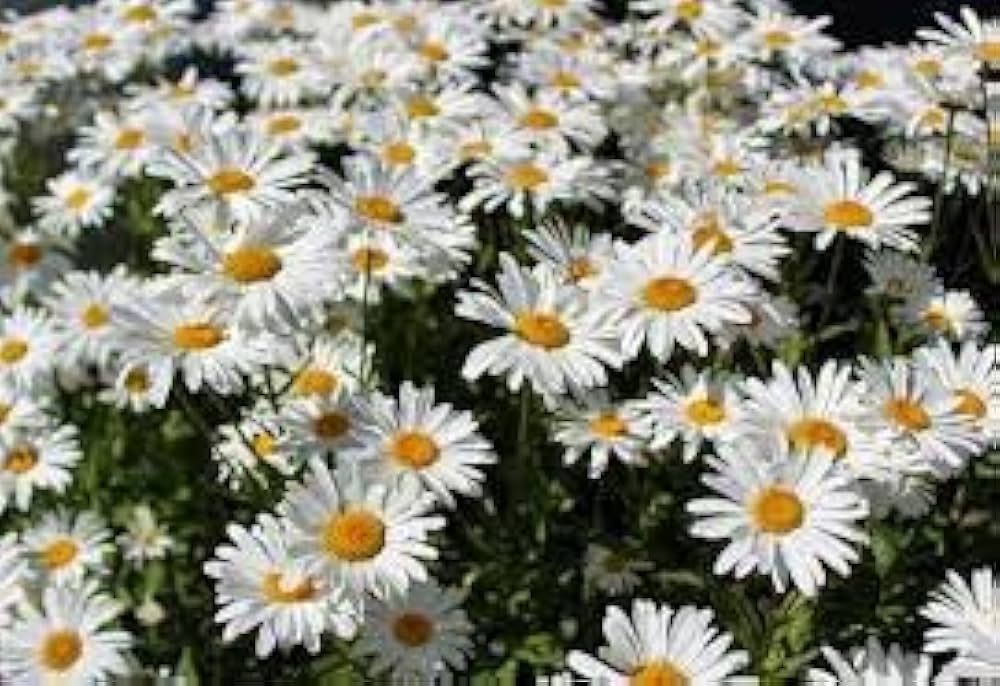 Shasta Daisy Flower Seeds for Planting