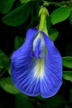Blue Clitoria Flower Seeds for Planting - 100
