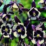 Violet White Columbine William Flower Seeds for Planting - NON GMO Seeds Dhara Seeds
