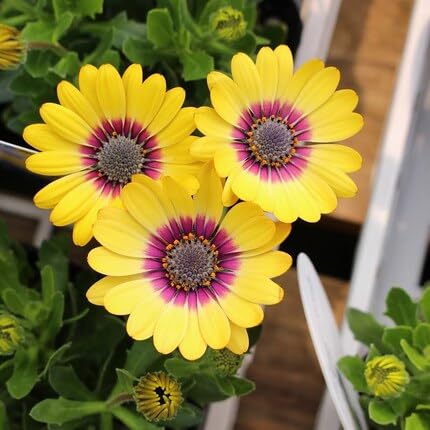 Yellow Osteospermum Flower - Heirloom, Non - Gmo Seeds