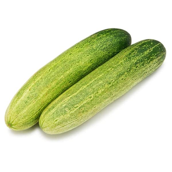 Cucumber Seeds in Giant Bonsai for Planting vegetable patch