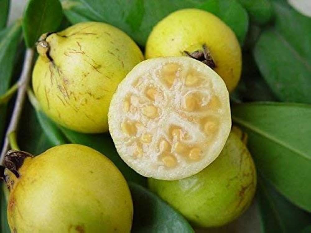 Yellow strawberry guava fruit seeds tropical garden