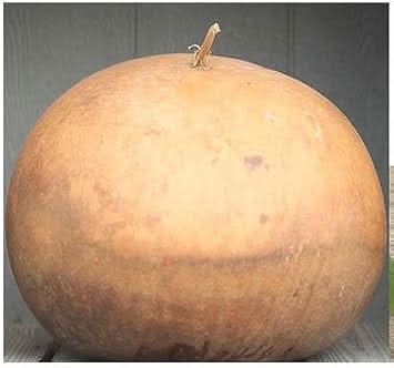 Brown Giant Gourd Lagenaria siceraria seeds for garden planting