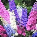 Rocket Larkspur Flower Seeds for Planting - NON GMO Seeds for planting in home garden