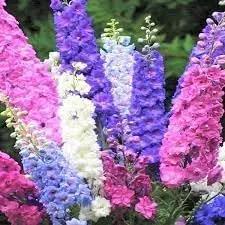Rocket Larkspur Flower Seeds for Planting - NON GMO Seeds for planting in home garden