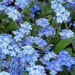 Mixed Myosotis Flower Seeds for Planting - 100 seeds for planting in home garden