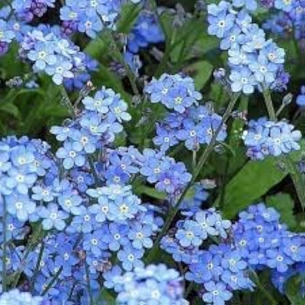 Mixed Myosotis Flower Seeds for Planting - 100 seeds for planting in home garden