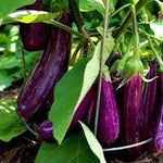 Brinjal Eggplant Solanum melongena seeds for garden planting