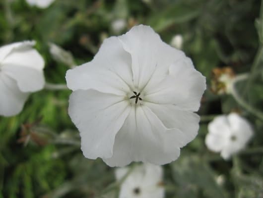 White Lychnis Coronaria Flower - Heirloom, Non - Gmo Seeds